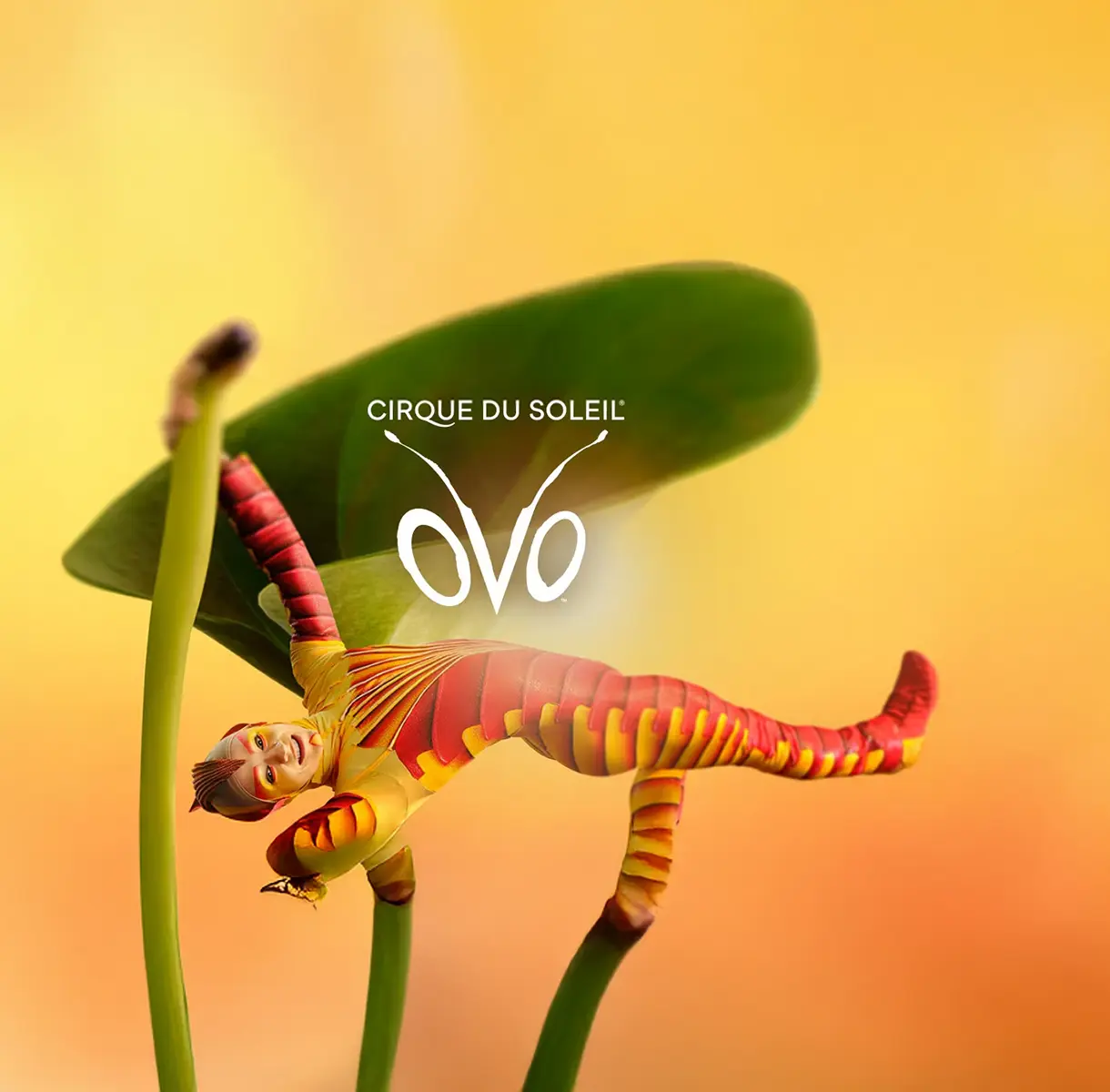 Cirque du Soleil: OVO