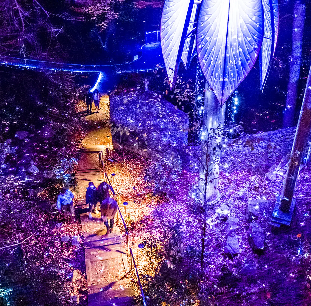 Fernbank Museum WildWoods: AGLOW